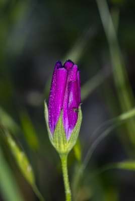 Wineglass Wildflower 2025